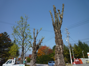 3本のうち、左側が樹形を残して切った木