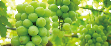 シャインマスカットの写真