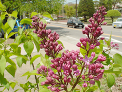 ���C���b�N�̉�