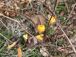 �N���b�J�X