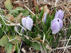 �N���b�J�X