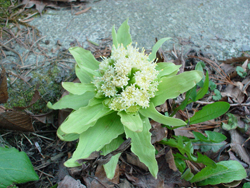 �t�L�m�g�E