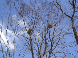 ����ӂ邳�ƌ���