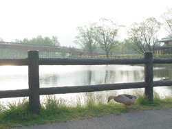 ������