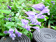 ���V���E�����J�Y��