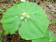 �V���o�i�G�����C�\�E