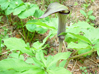 �}���V�O�T