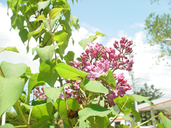 ���C���b�N