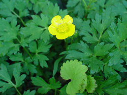 �V�i�m�L���o�C