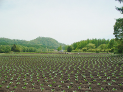 ���z�n��