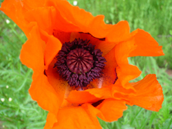 �I���G���^���|�s�[