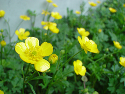 �V�i�m�L���o�C