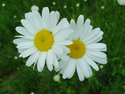 �}�[�K���b�g