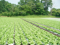 ���R�o�R������