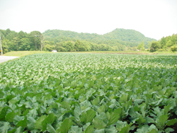 ���R�o�R������