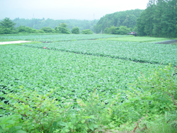 ���z�n�� 