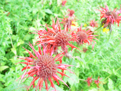 �^�C�}�c�o�i