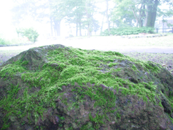 ����ۂ���