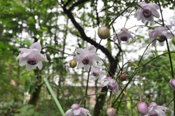 �����Q�V���E�}