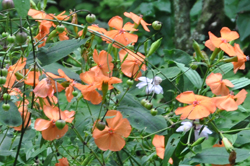 �t�V�O���Z���m�E