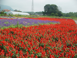 �������n��