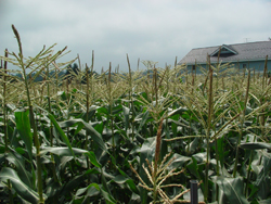 �Ƃ����낱����