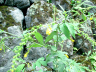 �L���~�Y�q�L