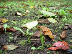 ����ӂ邳�ƌ���