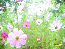 ����ӂ邳�ƌ����@�R�X���X