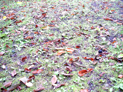 ����ӂ邳�ƌ���