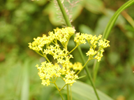 �I�~�i�G�V