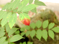 ���}�E���V