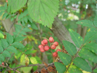 �T���V���E