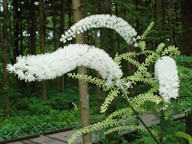 �T���V�i�V���E�}