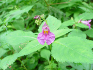 �c���t�l�\�E