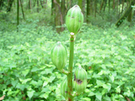 �E�o���� 