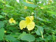 �L�c���t�l�\�E