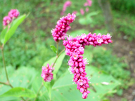 �I�I�P�^�f