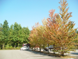 ���\�[�̐X�@���ԏ�