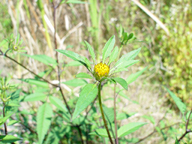 �A�����J�Z���_���O�T