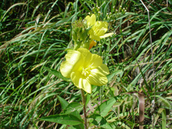 �}�c���C�O�T