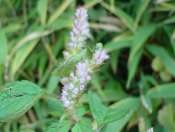 �i�M�i�^�R�E�W��