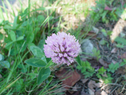 �A�J�c���N�T