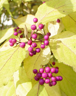 �����T�L�V�L�u