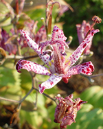 �z�g�g�M�X