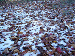 ����ӂ邳�ƌ���