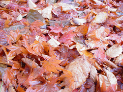 ���y���@����ӂ邳�ƌ���