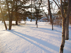 �e��L�΂��؁X