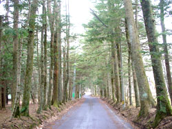 ���R�ʂ�t��