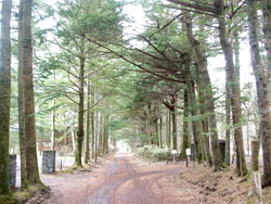 ���R�ʂ�t��